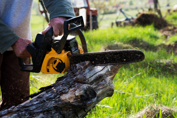 Trusted Sullivan, MO Tree Removal Services Experts